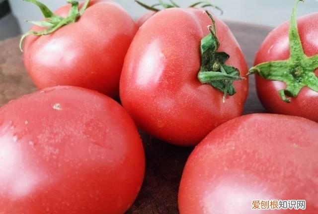 西红柿大红色好还是粉红的好,粉红色特大果西红柿种子