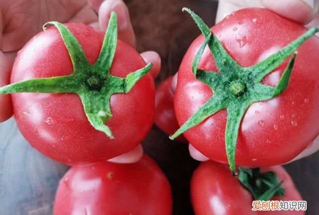 西红柿大红色好还是粉红的好,粉红色特大果西红柿种子