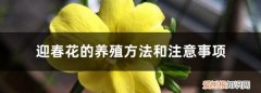 迎春花嫁接什么树，迎春花能嫁接茉莉花吗