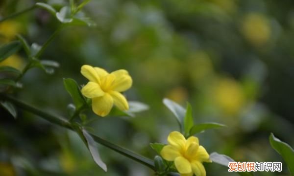 迎春花嫁接什么树，迎春花能嫁接茉莉花吗