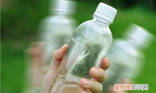 岩茶能冷泡吗,如何冷泡好喝,岩茶需要闷泡吗