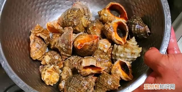 海螺用冷水还是热水煮几分钟能熟