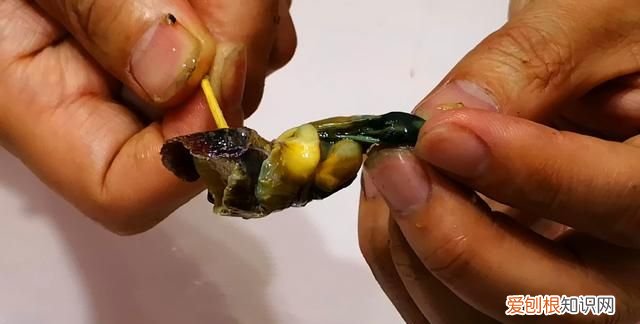 海螺用冷水还是热水煮几分钟能熟