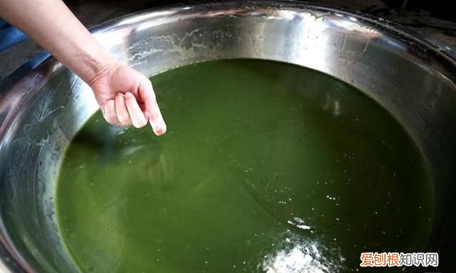 古石磨做豆腐 用树叶做豆腐的树叫什么名呢