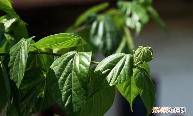 古石磨做豆腐 用树叶做豆腐的树叫什么名呢