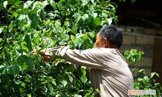 古石磨做豆腐 用树叶做豆腐的树叫什么名呢