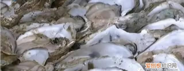 生蚝蒸熟变绿色怎么回事,买的生蚝打开后肉是黑色的