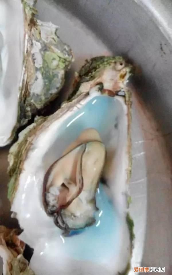 生蚝蒸熟变绿色怎么回事,买的生蚝打开后肉是黑色的