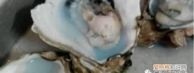 生蚝蒸熟变绿色怎么回事,买的生蚝打开后肉是黑色的