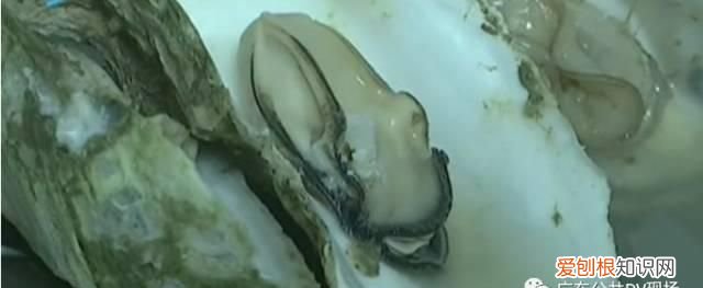 生蚝蒸熟变绿色怎么回事,买的生蚝打开后肉是黑色的