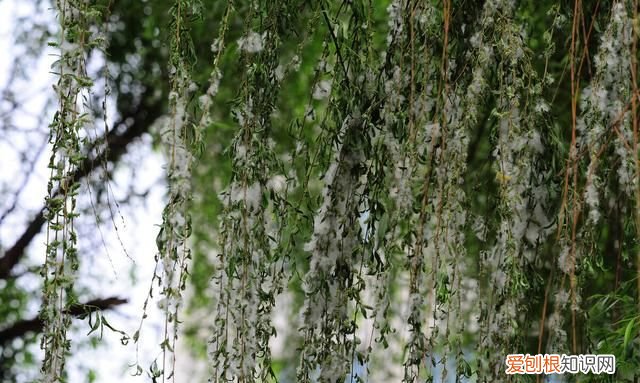 红楼梦柳絮词薛宝钗与林黛玉 咏柳絮林黛玉薛宝钗对比赏析