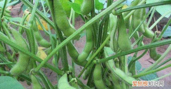 毛豆怎样种植才能高产，毛豆种植的行株距是多少