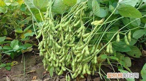 毛豆怎样种植才能高产，毛豆种植的行株距是多少