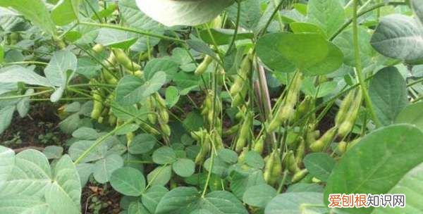 毛豆怎样种植才能高产，毛豆种植的行株距是多少