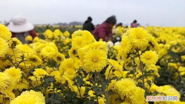 北方冬天喝菊花茶好吗,夏天最适合喝什么菊花茶