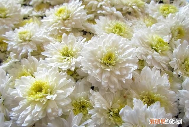 北方冬天喝菊花茶好吗,夏天最适合喝什么菊花茶