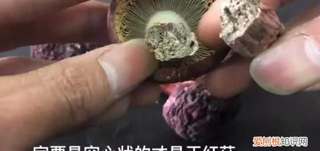 正宗红菇和假红菇辨别方法,正宗的红菇和假红菇怎么区分