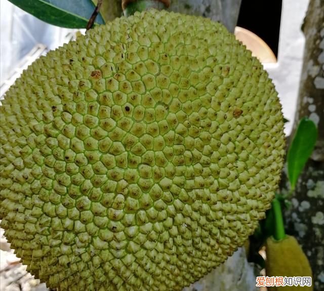 木菠萝蜜裂果是什么问题 菠萝蜜裂开什么原因