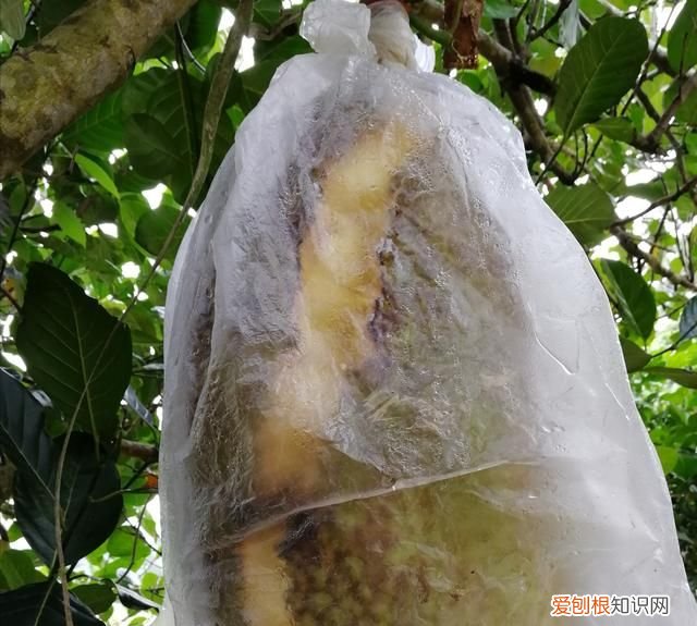 木菠萝蜜裂果是什么问题 菠萝蜜裂开什么原因