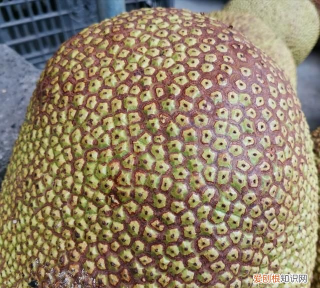 木菠萝蜜裂果是什么问题 菠萝蜜裂开什么原因