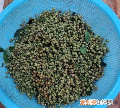 鲜花椒怎么保存不变色又保鲜 鲜花椒保存的正确熬制方法