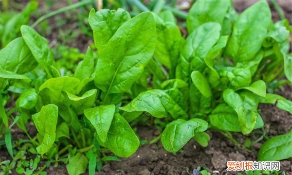 菠菜汁馒头怎么才能很绿，菠菜汁做馒头 怎么能保持绿色