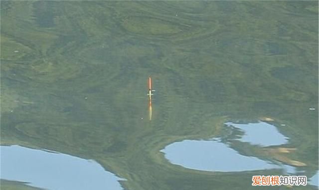 野钓鲫鱼调漂的正确方法与技巧,野钓鲫鱼调漂最实用方法