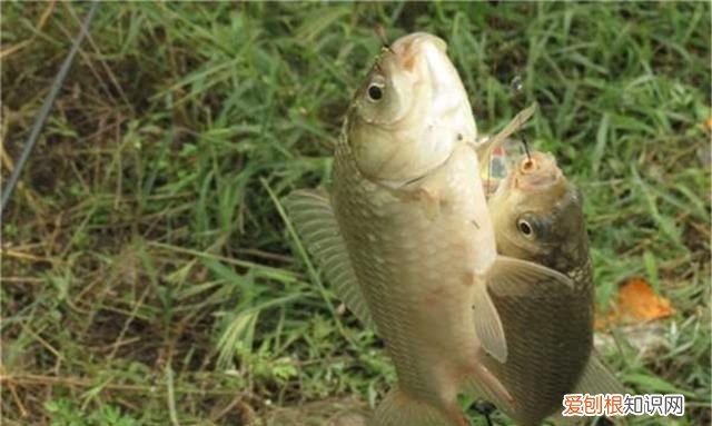 野钓鲫鱼调漂的正确方法与技巧,野钓鲫鱼调漂最实用方法