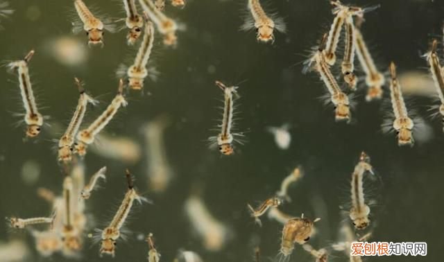 蚊子消灭了对地球有什么影响