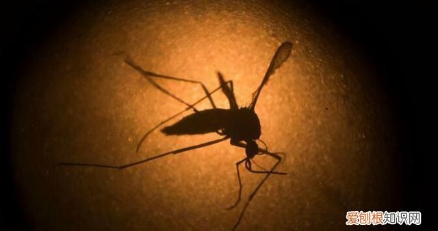 蚊子消灭了对地球有什么影响