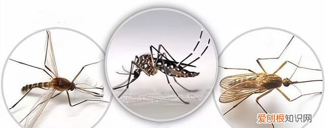 蚊子消灭了对地球有什么影响