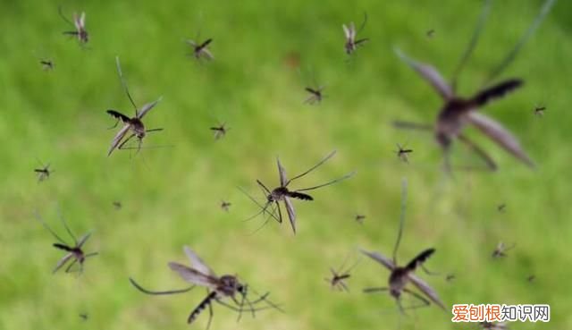 蚊子消灭了对地球有什么影响