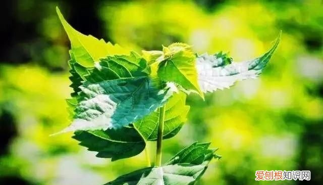 南方斑鸠豆腐 夏日清香爽口的斑鸠豆腐受青睐