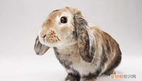 垂耳兔喜欢吃什么东西，美国长毛垂耳兔一般要多少元钱