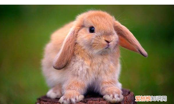 垂耳兔喜欢吃什么东西，美国长毛垂耳兔一般要多少元钱