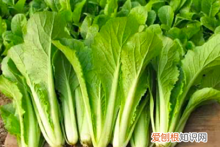 樱桃怎么保鲜放冰箱里可以吗 樱桃怎么放保鲜时间长