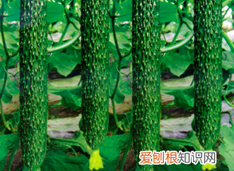 樱桃怎么保鲜放冰箱里可以吗 樱桃怎么放保鲜时间长