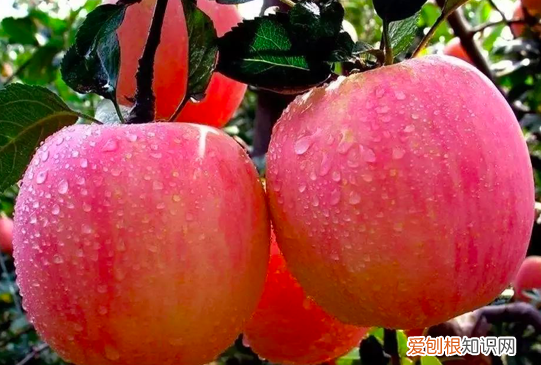 樱桃怎么保鲜放冰箱里可以吗 樱桃怎么放保鲜时间长