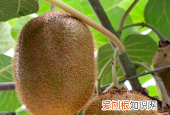 樱桃怎么保鲜放冰箱里可以吗 樱桃怎么放保鲜时间长