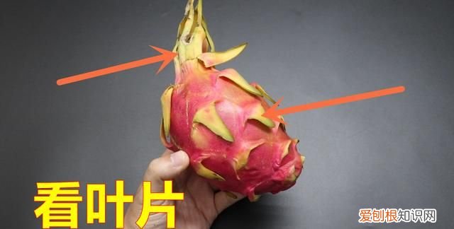 有关火龙果的幼儿小知识 火龙果的知识有哪些