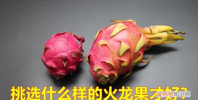 有关火龙果的幼儿小知识 火龙果的知识有哪些