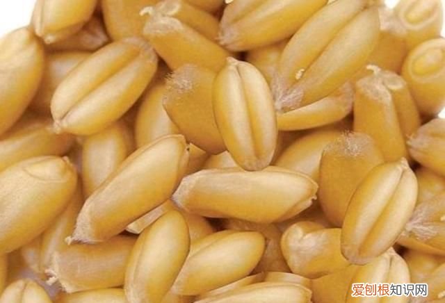 包饺子买什么面粉最好,破皮用面粉可以吗