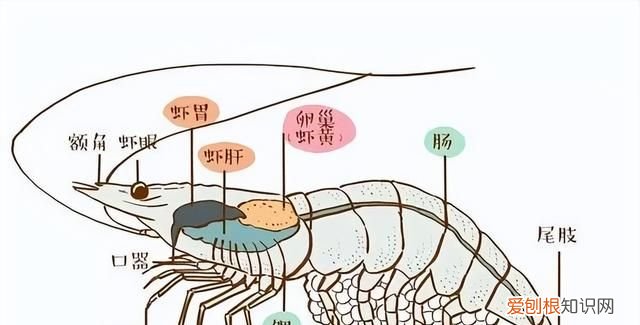 小龙虾的虾黄到底是精华还是屎,小龙虾头部的虾黄到底能不能吃到