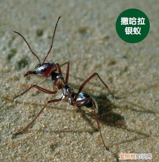 蟑螂能跑得那么快原因是什么引起的