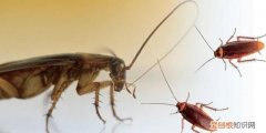 蟑螂能跑得那么快原因是什么引起的