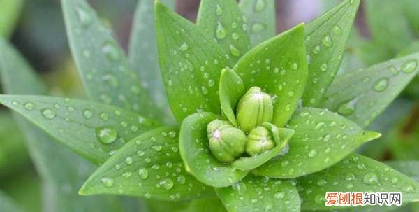 植物是怎么来的，地球怎么形成的,从哪里来