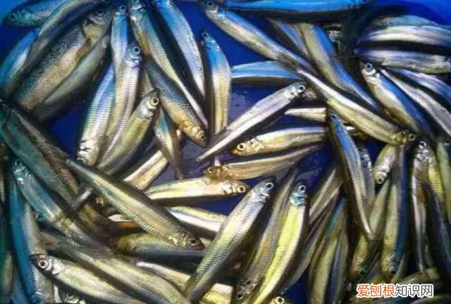 柳根鱼号称什么 柳根子是什么鱼