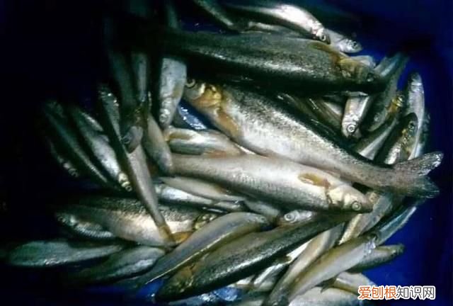 柳根鱼号称什么 柳根子是什么鱼