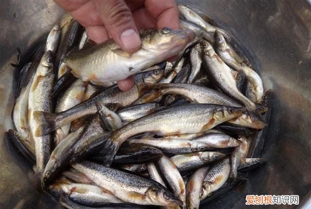 柳根鱼号称什么 柳根子是什么鱼