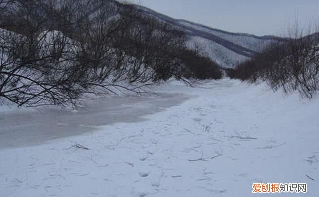 柳根鱼号称什么 柳根子是什么鱼